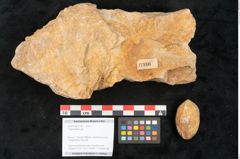 Foto (Objekt + Etikett) von Trigonocarpus sp.  (NHMW-GEO-2024-0188-11160)